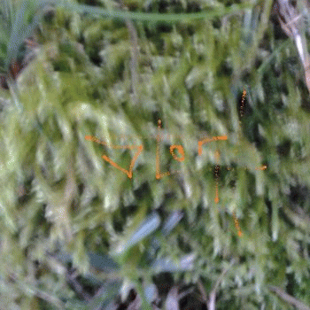 Sloth (USA-2) : 9-19-14